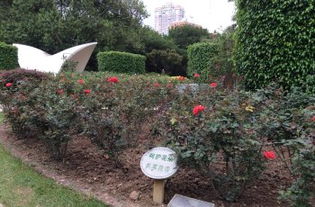 人民公园的特色：不仅仅是景色