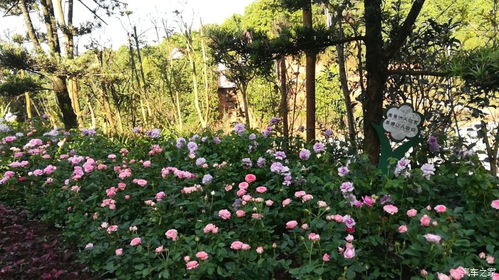 宜宾万花谷：花钱买罪受的