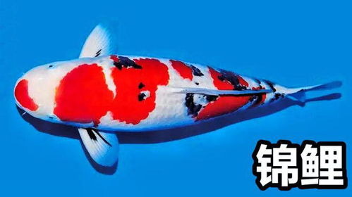 红锦鲤——水中之王，为啥这么多人爱上它?