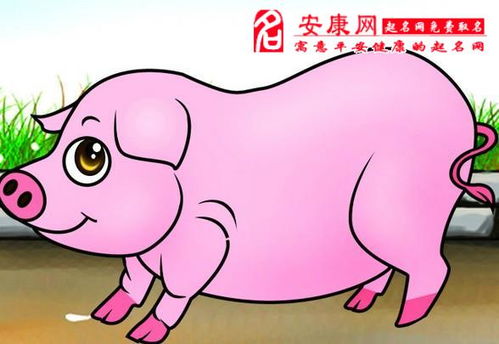 属猪与哪个属相在事业上最匹配？龙和牛的属相事业是否相合？