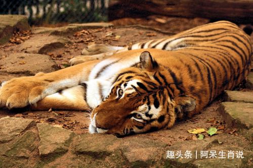 五十岁以后属虎的命运较大揭秘——名字真实的能拯救你吗呃？
