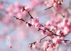 清明习俗盘点：扫墓祭祖，踏青赏花，传统节日必kan！