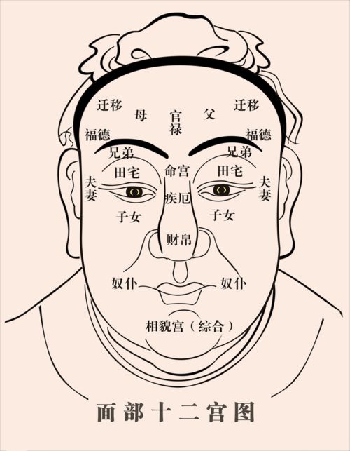 1）属鼠的人：敏捷如猫