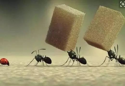 蚂蚁搬家到我家会影响家居风水吗？