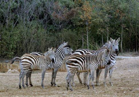 食草动物区：悠闲的