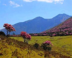 2. 雅安碧峰峡