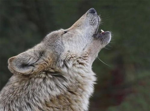 那是一个月光皎洁的夜晚