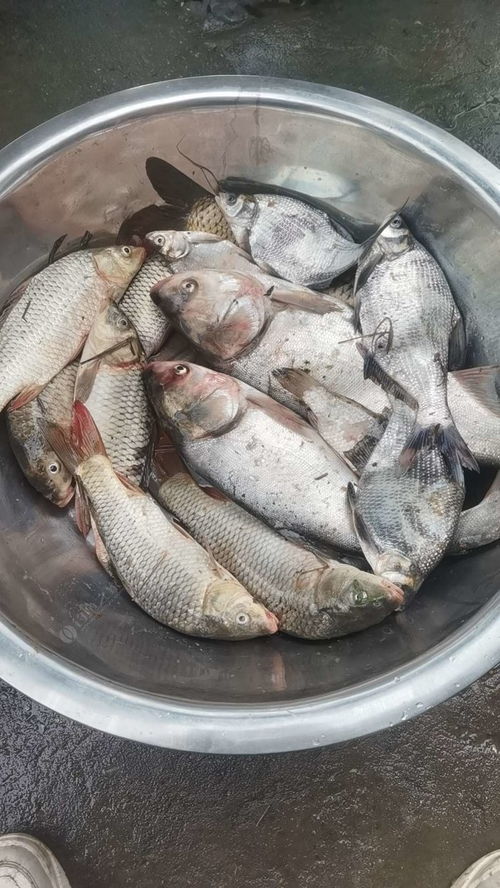 端午佳节 ,Fish乡盛宴开启