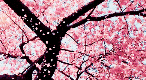 二、 樱花季——古镇里的粉红梦魇 🌸🌸🌸