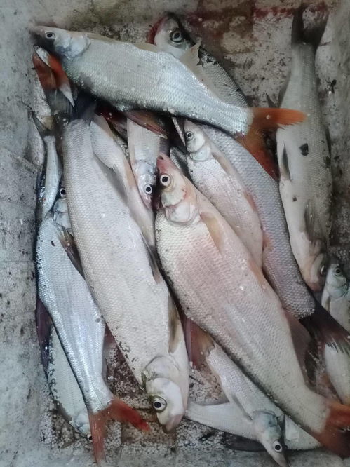 (1) 土鸡煲——会跑步的鸡肉才好吃