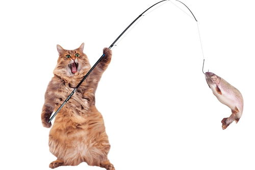 细小猫钓鱼