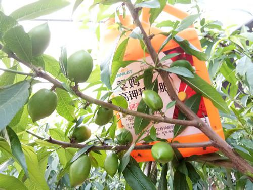 公园种的桃子Neng吃吗,公园适合种植什么树