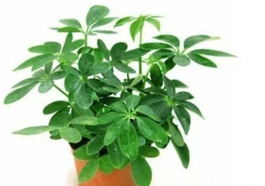 属鸡家庭适合养什么植物，哪种植物最适合招财？