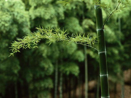 竹字的文化底蕴意义