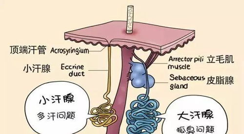 狐臭与命运之间是否存在某种神秘的联系？