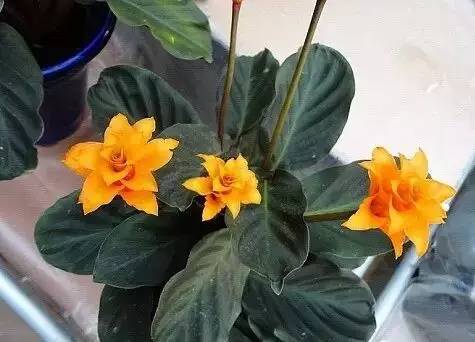 紫背竹芋的寓意让我哭了