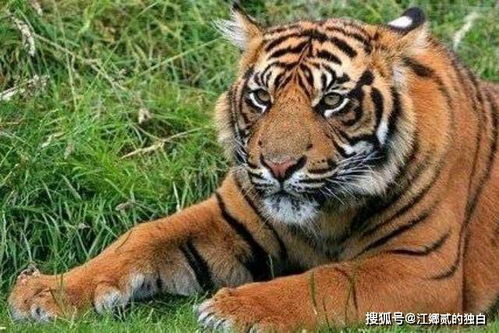 将谈虎色变中的生肖，问哪个生肖在遇到老虎时会变色？