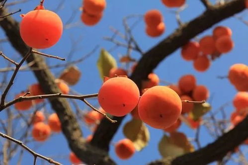 种柿子有什么讲究,职场种柿子风水好吗