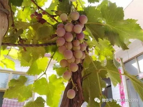 葡萄树的风水作用,葡萄树风水对孩子好吗