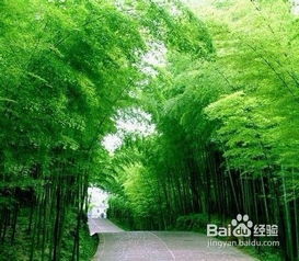 二、初入竹海——感官冲击（或者说感官崩溃）