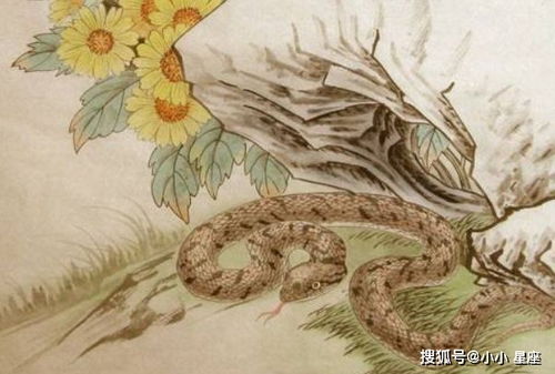 2026年宋韶光属蛇人运势如何？详细分析预测？
