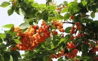 满山花果红似锦指的是什么生肖？太平盛世满山花果预示着什么生肖的一生？