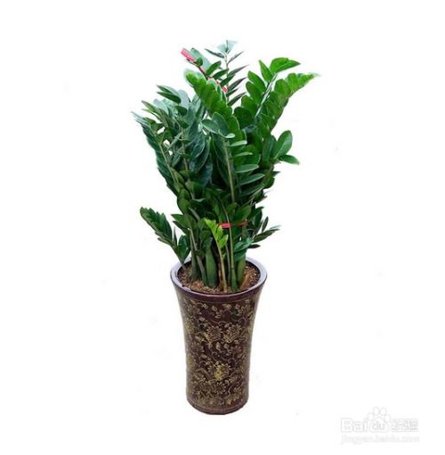 金钱树开花的特殊含义