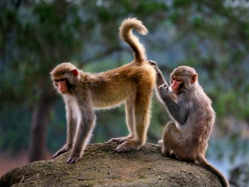 三、猴子们专属的小贴士——怎么把“吉”变成“凶”，再变回去？🤪🤪🤪