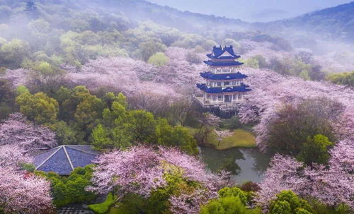 春之青岛：万物复苏？不如说万物发芽！