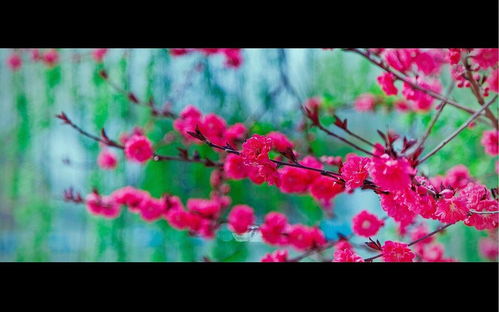 花红柳绿生肖，花红柳绿打一最佳生肖是什么生肖？