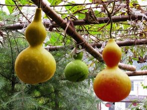 葫芦的第二大作用：治病救人，保健康！