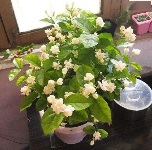 仿真花，缺乏生机，影响风水？