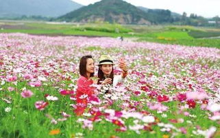 花海！花海！还是花海！