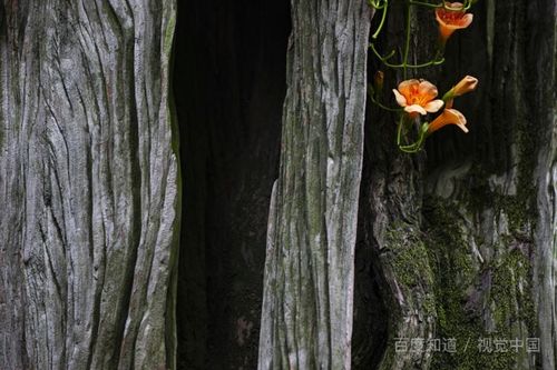 枯木逢春，这难道不是预示着吉祥的好兆头吗？