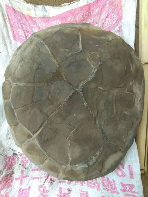 墓地里面放石头乌龟,墓地里放乌龟有什么讲究
