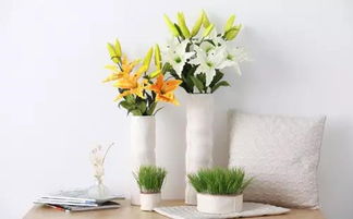 八方来财树：它究竟是啥？