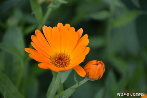 深入探究：十二生肖的夜半守护