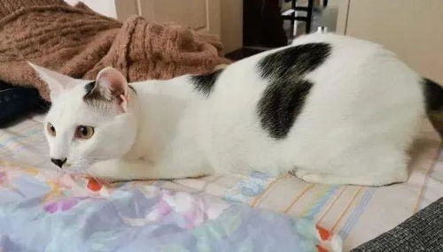 猫姓三字男宝宝名字，有没有什么好听的建议呢？