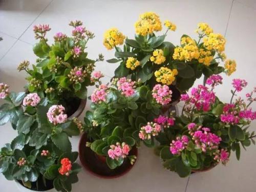 阳台适合养长寿花吗？这样的风水布局是否吉利？