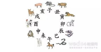 十二生肖的肖读几声？十二生肖读四声还是一声是什么意思？