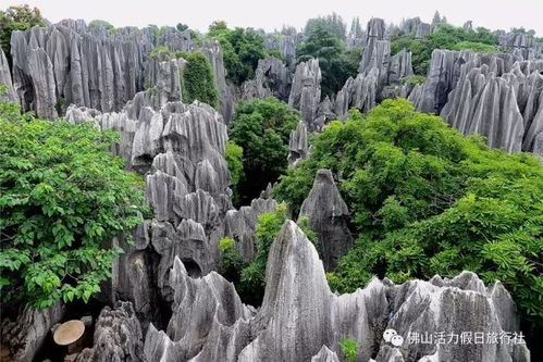昆明石林风景区：大自然的鬼斧神工