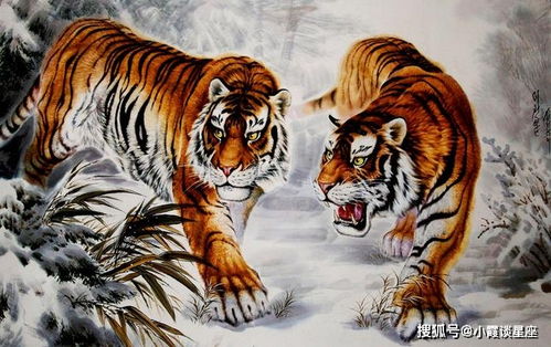 虎生豹儿越千年，究竟属于哪个生肖？