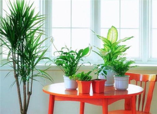 餐厅植物摆放风水,餐厅摆放的植物