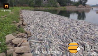 惨不忍睹！这些鱼缸摆法简直要命