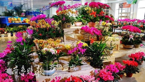 啊！花木进货那些破事儿
