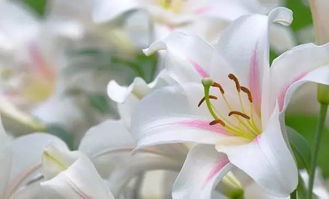 厨房放百合会食物中毒？