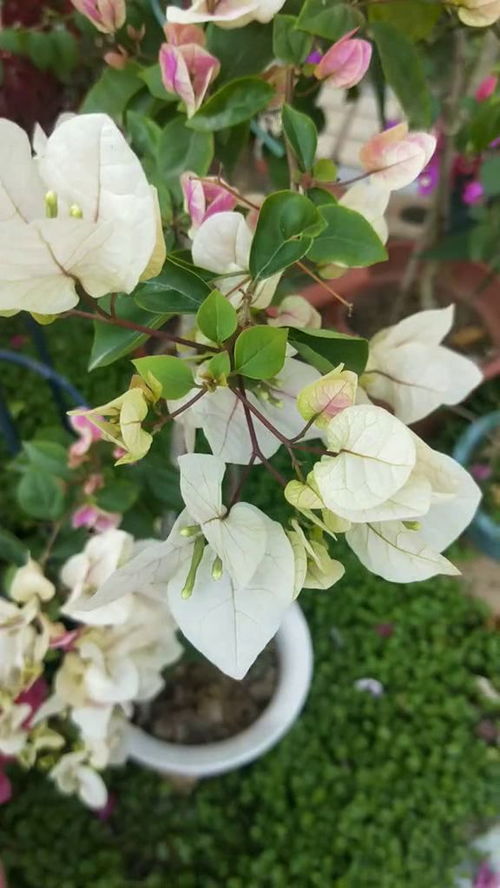 黄莺乱飞新凉瞎搞，青山影里鬼叫不停