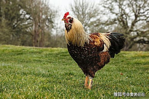 第一章：夜色下的酉鸡本命与风水大忌