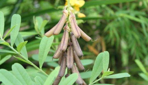 豆萁燃豆指的是哪个生肖？这背后有什么忒别的寓意吗？