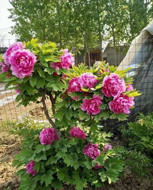 花盆里种植牡丹风水上合适吗？